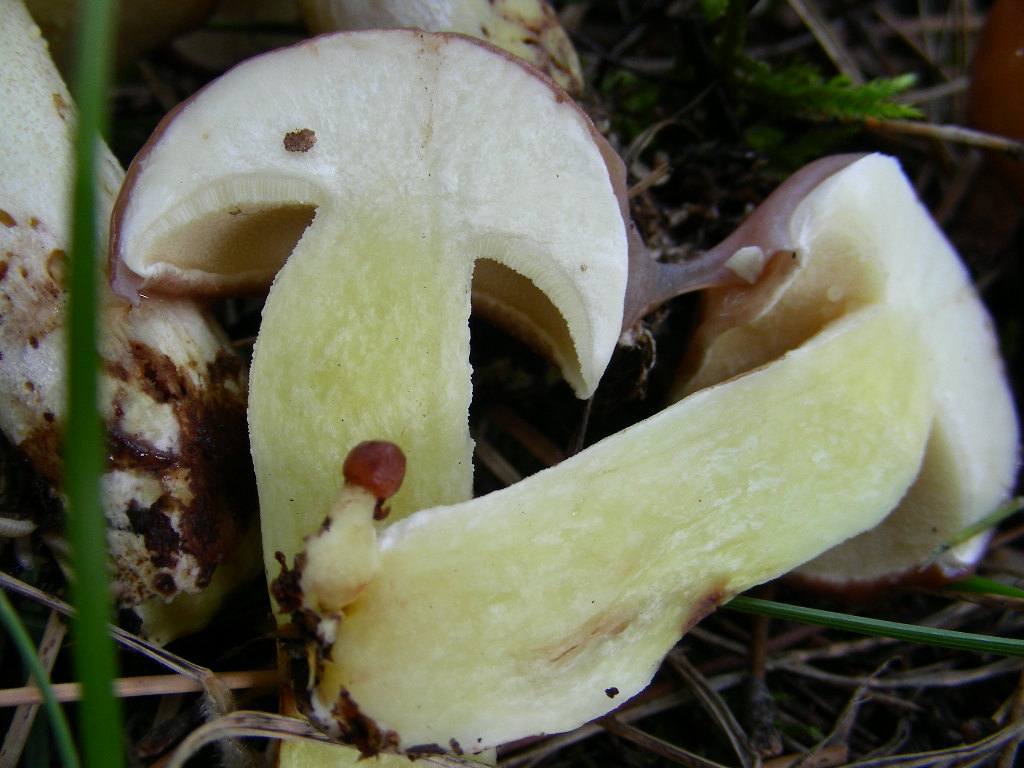 Suillus granulatus ...in foto